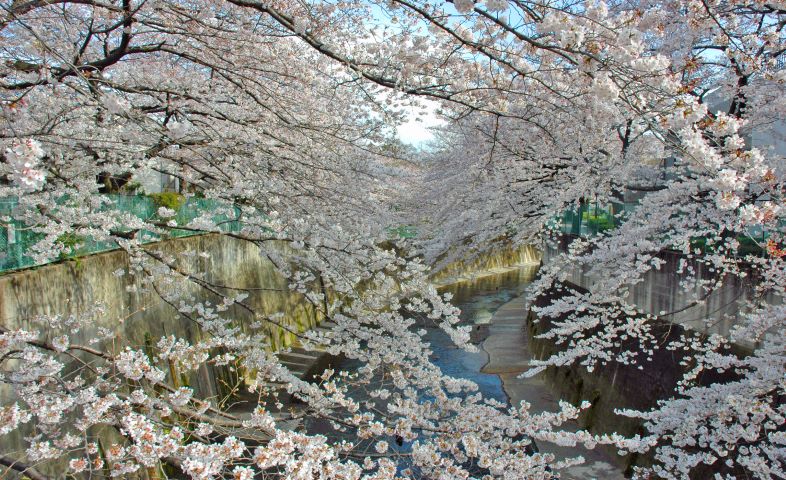 石神井川の桜並木
